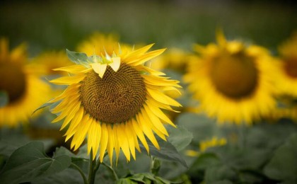 Жұма күні Қазақстанның алты облысында дауылды ескерту жарияланды