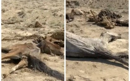 Маңғыстау облысында келесі жазға дейін мал қалмауы мүмкін