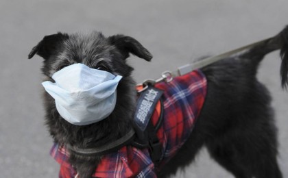 COVID-19 адамнан итке жұққан: қойға немесе сиырға жұғуы мүмкін бе