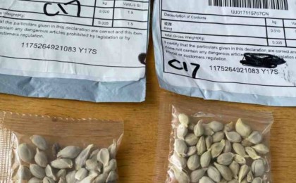 Тұрғындарға Қытайдан белгісіз сәлемдеме келіп жатыр: Қауіпті ме?