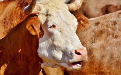 Құрбан айтта Ақтауда қашқан бұқаны полиция ұстады (ВИДЕО)