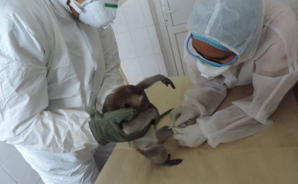 Коронавирус: Қазақстандық вакцинаның жануарларға жүргізілген сынағы сәтті өтті