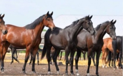 Елімізде мал басы артты