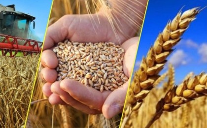 Рекордтық 580 млрд теңге егіншілерді қолдауға бағытталды