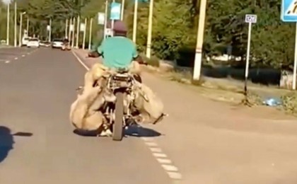 Мотоциклге қой тиеген мақаншылық желі қолданушыларын таң қалдырды (видео)