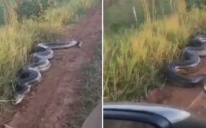 "Алакөлдегі анаконда" қазақстандықтардың зәре-құтын қашырды (видео)