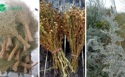 Емдік қасиеті бар үш өсімдік