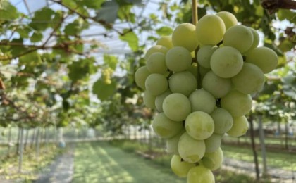 Трендке айналған “Шайн мускат” жүзімі зиян ба? - Министрлік зерттеу нәтижесімен бөлісті