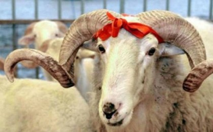 Қазақстандықтар енді онлайн құрбандық шала алады