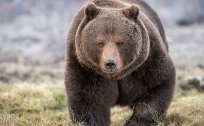 Бір апта аюдың қоршауында қалып қойған ер адам ғажайыппен аман қалды