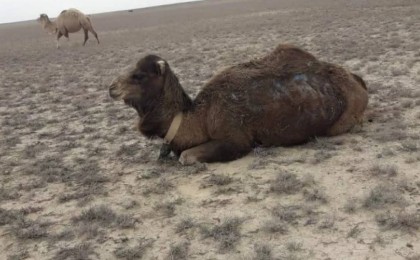 Маңғыстаудың түйелері топырақ араласқан тамыр жеп жүр (видео)