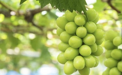 Ауыл шаруашылығы министрі танымал «шайн мускат» жүзімінің құрамын тексеретінін айтты