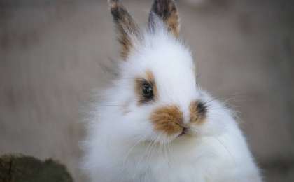 Қоян жылында туғандар 2021-де миллионер атанады