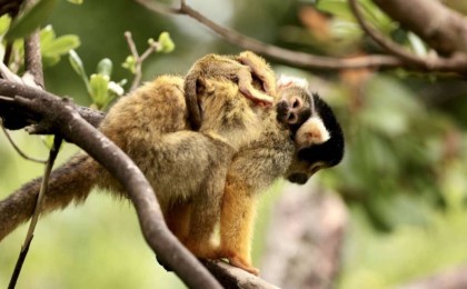 Қытайда маймыл вирусынан алғашқы адам өлімі тіркелді