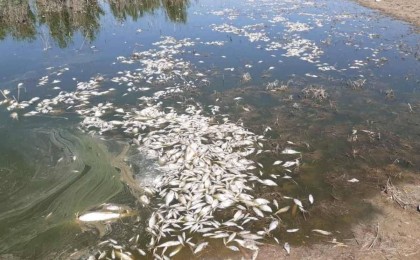 Атырау облысында балықтар жаппай қырылды