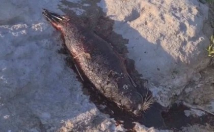 Ақтаудағы итбалықтардың өлексесіне қатысты министрлік түсініктеме берді