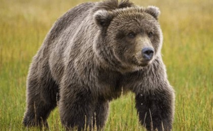 15 жастағы бала аюмен төбелесіп, әкесін өлімнен аман алып қалды