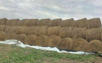 Түркістан облысында еріктілер жинаған жем-шөпті жергілікті шенеуніктер Маңғыстау облысына өз атынан жібермек болған