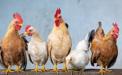 Әнші сахнада тауықтың тамағын кесіп, қанын ішкені үшін істі болды