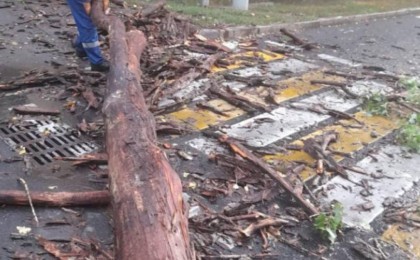 Алматыда жел тұрып, құлаған ағаш 16 көлікті қиратты