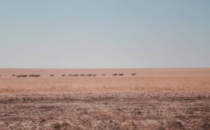 Жамбыл облысының 6 ауданында төтенше жағдай режимі жарияланды