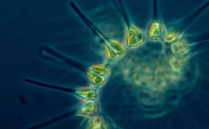 Ғалымдар тарихта алғаш рет үш жынысты организмді ашты