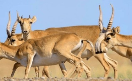 Елімізде ақбөкендердің жаппай қырылуы болжануда