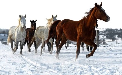 Полиция мал ұрлығымен айналысқан қылмыстық топты ұстады