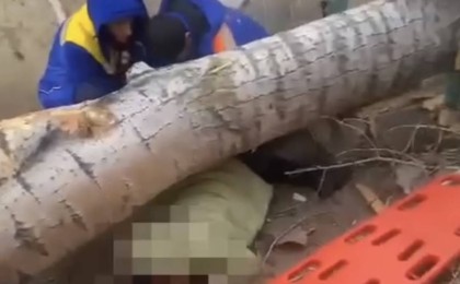 Павлодарда ағаш құлап, әйел ажал құшты