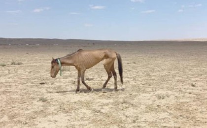 Батыстан басталған жұт бүгінде Оңтүстікке жетті, үкімет әлі үнсіз...