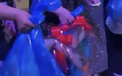 «Масқара!». Тойда қонақтарға тірі қаздар таратылды