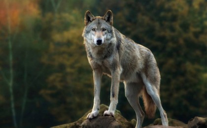 Қостанайда қасқырмен арпалысқан әйел көз жұмды – оқиғаның мән-жайы