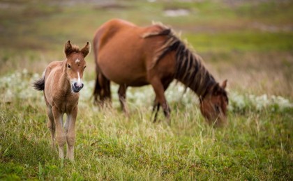 Қарағанды облысында екі аяқты құлын туды