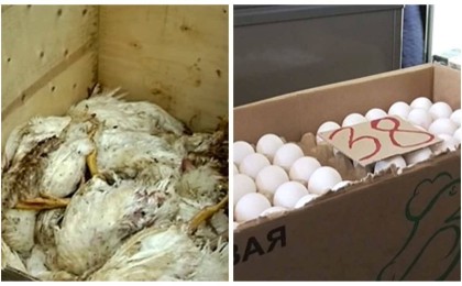 Жұмыртқа бағасы 1000 теңге: Құс фабрикаларының баға туралы түсінік берді