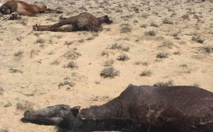 Құрғақшылық Жамбыл облысына да жетті: Мал жаппай қырылып жатыр