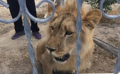 Ақтауда жүрген арыстанның иесі түрмеге отыруы мүмкін