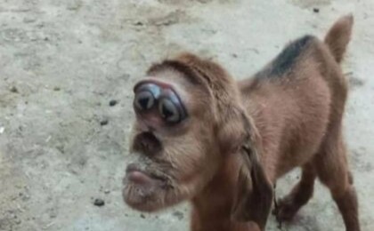 Тұмсығы маймылға ұқсас лақ ауыл тұрғындарын шошытты