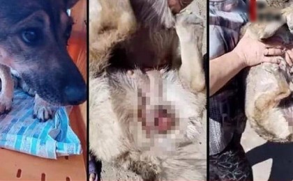 "Бүгін – зоофил, ертең – педофил". Таразда ер адам итті зорлаған