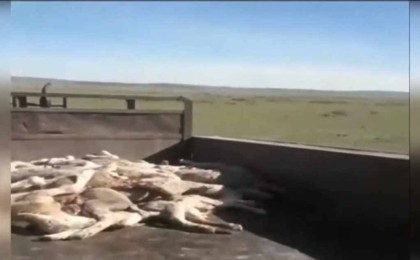 Шығыс Қазақстанда ірі қара мал белгісіз дерттен қырылып жатыр