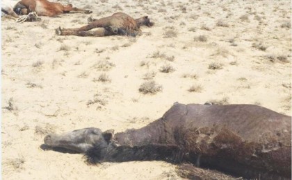 Маңғыстау мен Қызылорда облысында аштан қырылған малға өтемақы төленбейді