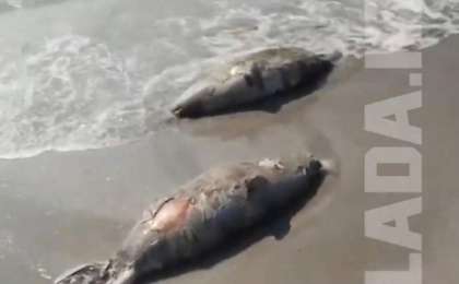 Ақтауда итбалықтар жағаға шығып қалды