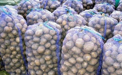 Ақтау әкімдігі  «Картоп арзандады» деген жалған ақапарат таратқан (видео)