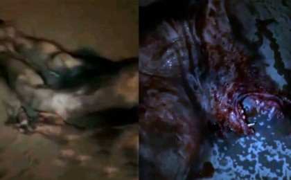 Қазақстандықтар Қордайда адамдар қағып кеткен құбыжықты талқылап жатыр