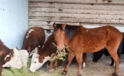 Мал жаппай арзан бағамен сатылады, ет пен сүт қымбаттауы мүмкін - «Атамекен»