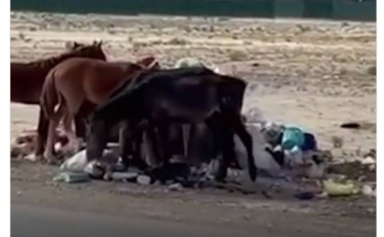 Қоқыс пен картон жеп жатыр: Маңғыстауда түсірілген видео жылдам таралып кетті