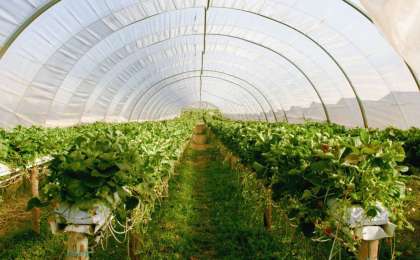 Фермерлік жылыжайлардың электр және газ шығындарын өтеу қарастырылады