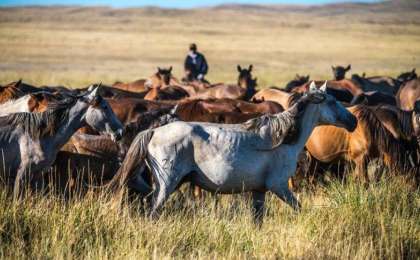 Депутат Ардақ Назаров малшылардың зейнетке шығу жасын төмендетуді ұсынды