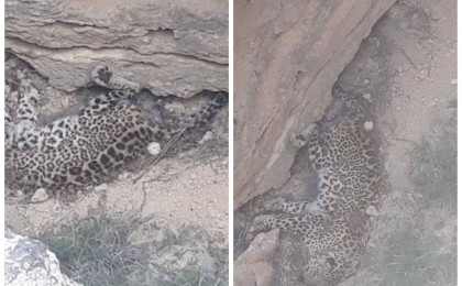 Қызыл кітапқа енген жануар: Маңғыстауда өлі қабылан табылды (видео)