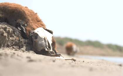 Қазақстанның тағы бір облысында малға жұт келіп жаппай қырылып жатыр
