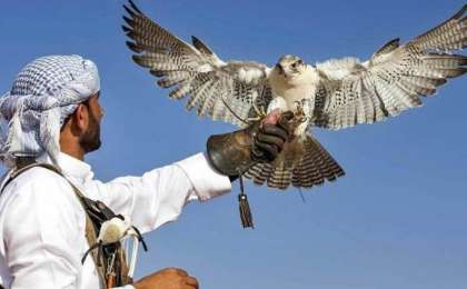 Ел Үкіметі араб шейхтары үшін аң аулау маусымын ашпақ